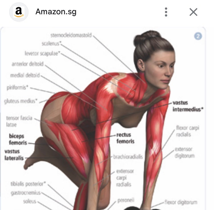 Majick’s 12-Week Transformation Blueprint(Premium package)